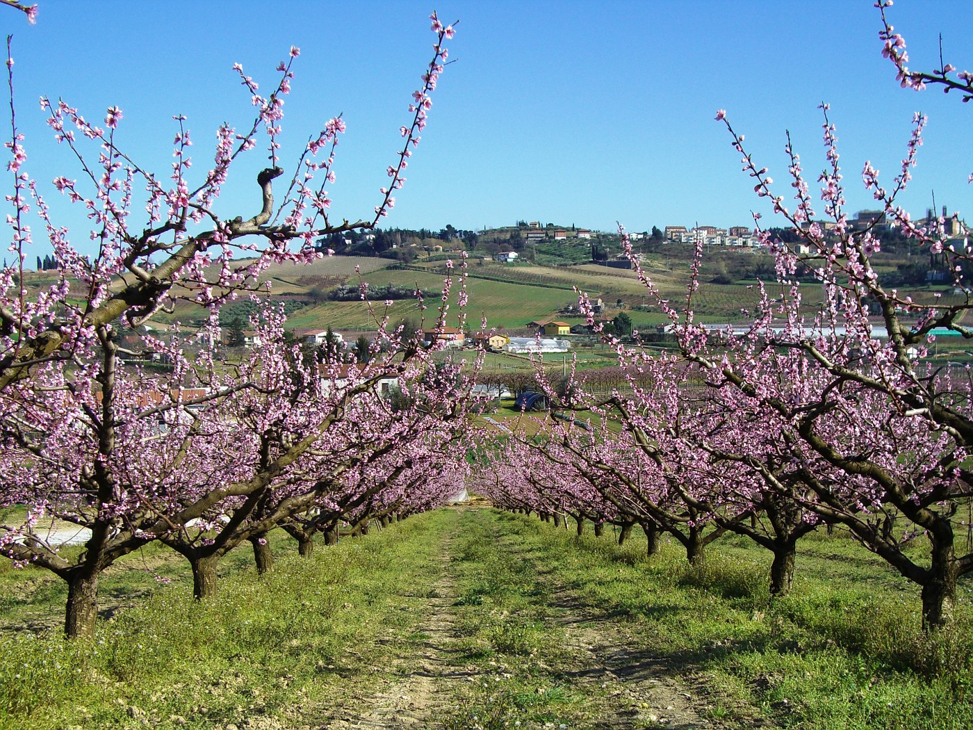 Alberi di pesche in Bulgarno (peach trees)