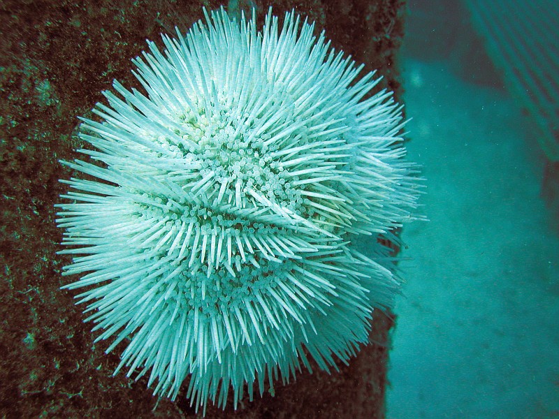 white sea urchin