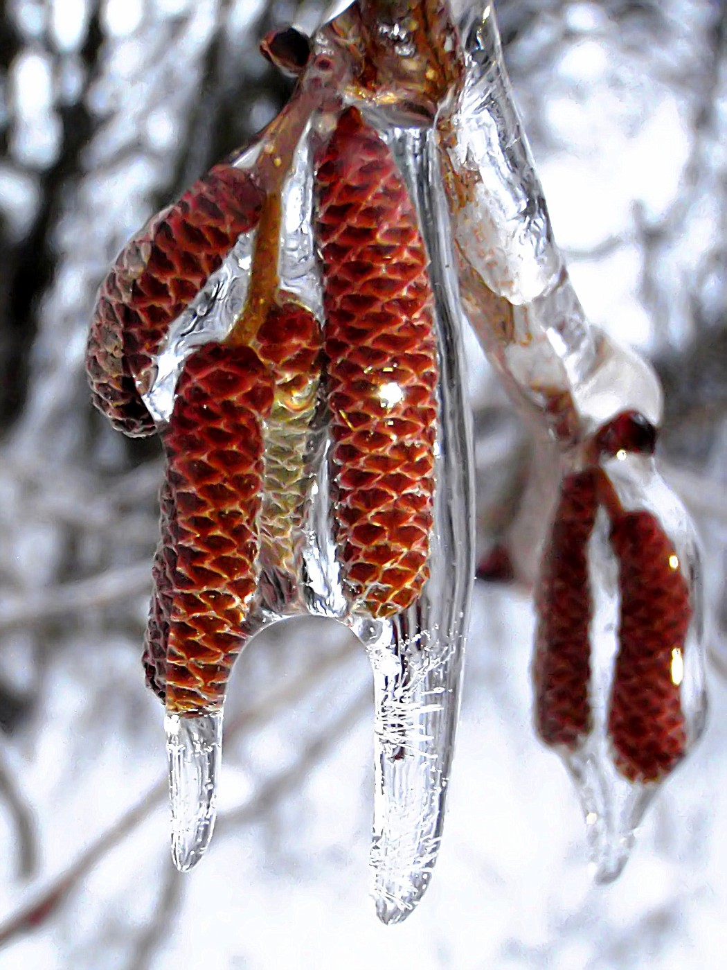 Hasel-Blütenkätzchen im Eis