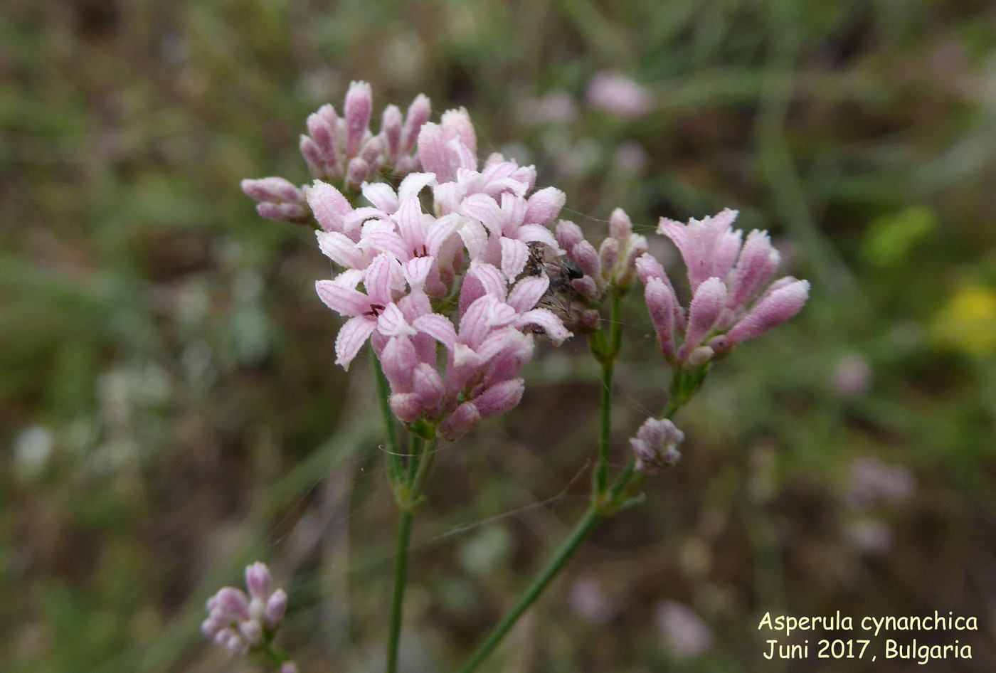 Asperula chlorantha