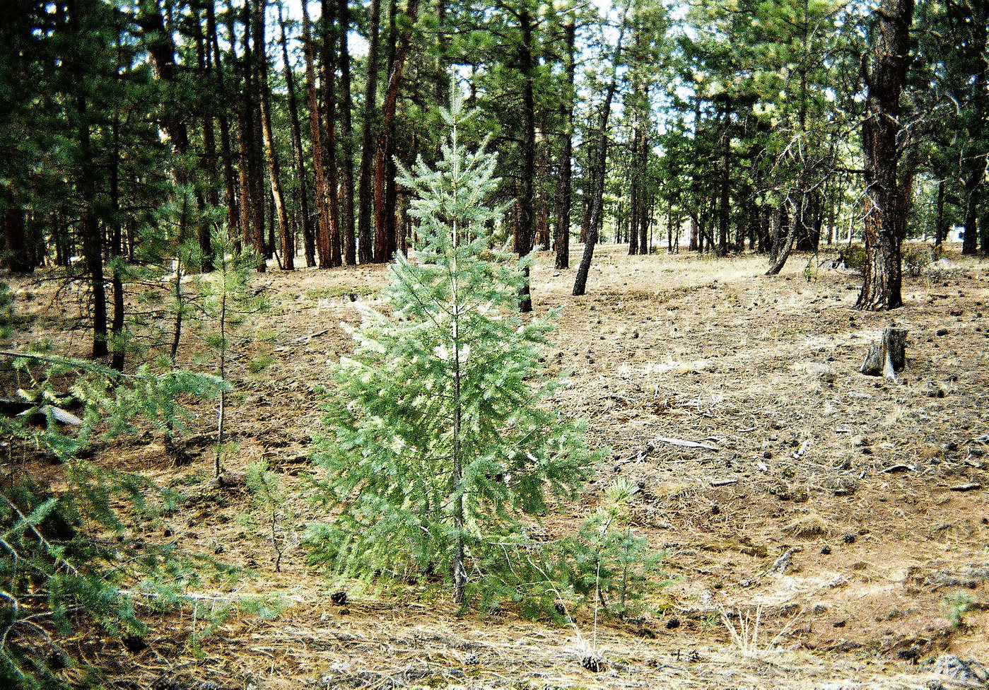 Photo The Christmas Tree Brian Selected in Pike National Forest