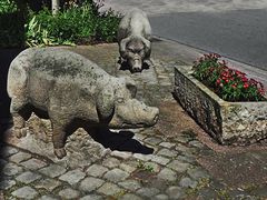 Schweine in der Brennerstraße