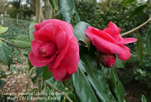 Camellia album | Nora Goosen