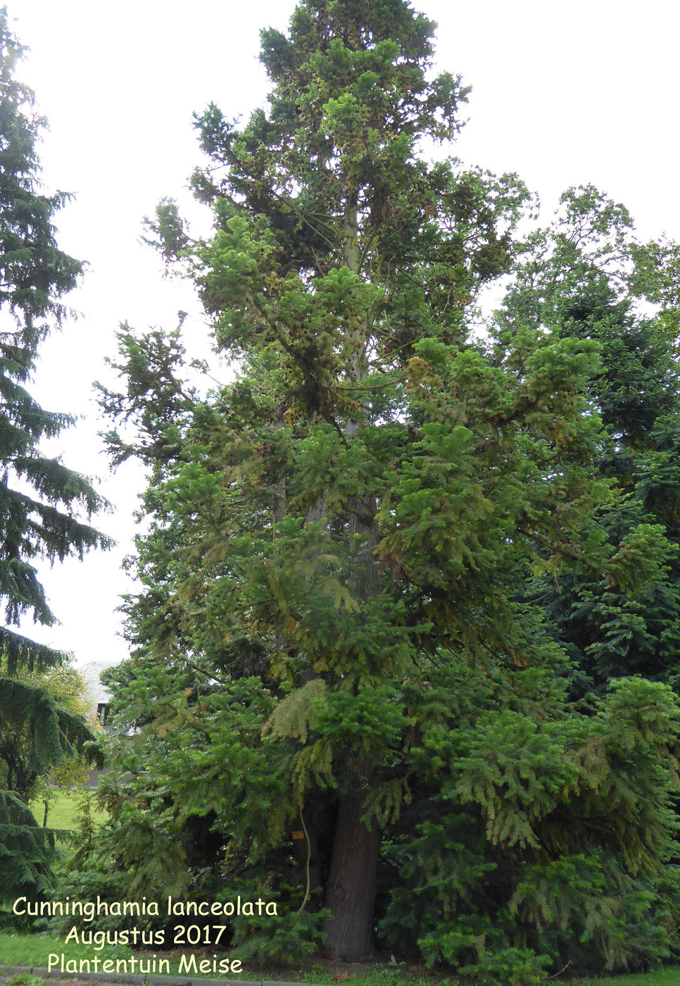 Cunninghamia lanceolata фото дерева